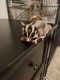 Sugar Glider Animals for sale in Georgetown, Texas. price: $400