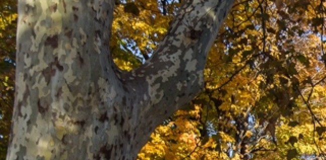 Trees in Bay Ridge