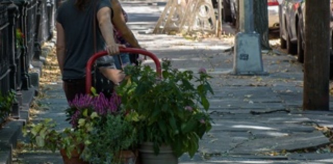 shady street carroll garden women pulling flowers