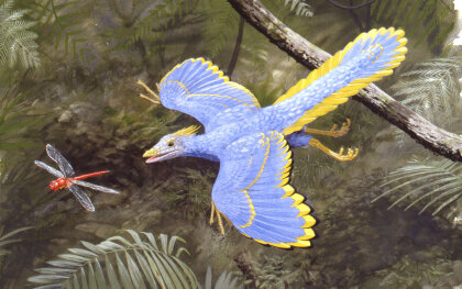 archaeopteryx-illustration.jpg