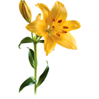 Lily PNG Category