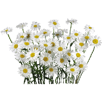 Camomile PNG Category