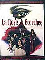 La rose écorchée