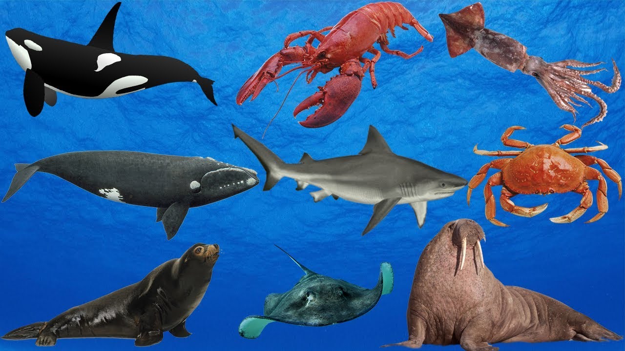 Learn Sea Animals Names And Sounds Real Sea Animals For Kids