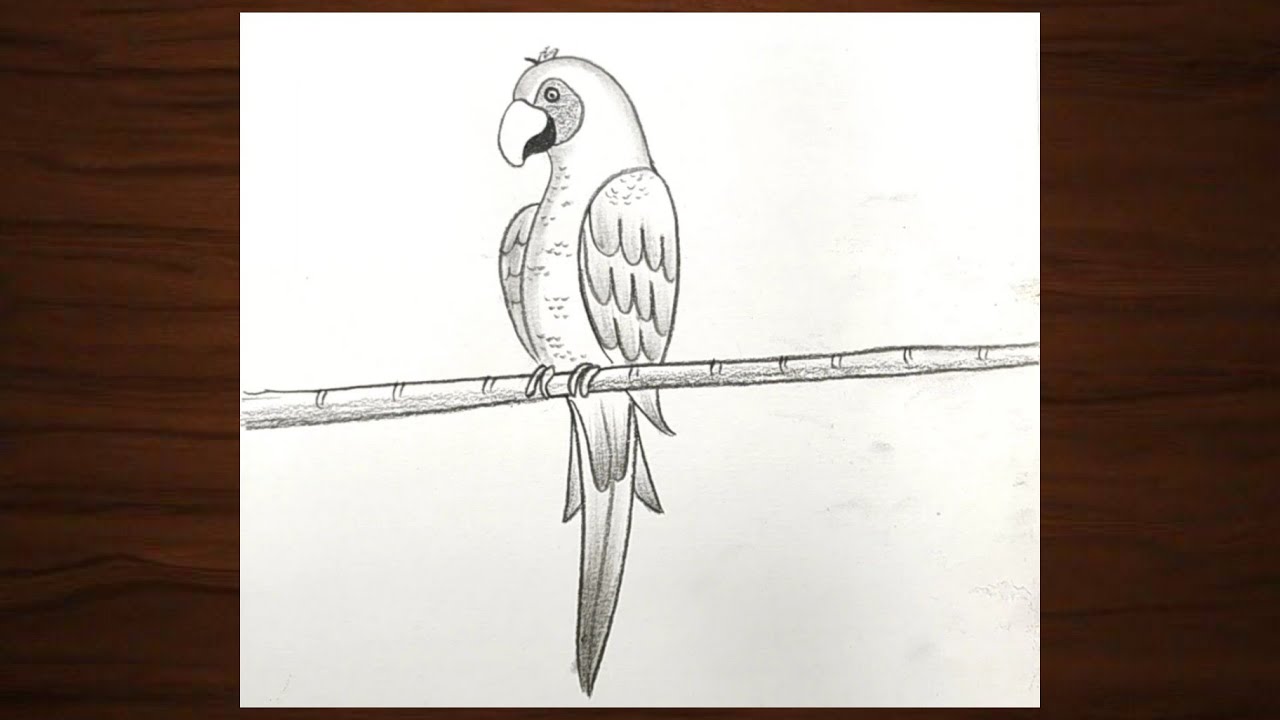 How to draw a Parrot | Parrot drawing easy ideas | Pencil sketch ...