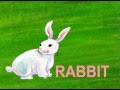 Letter R - R is for Rabbit