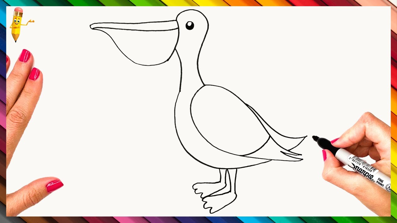 How To Draw A Pelican Step By Step - Pelican Drawing Easy - YouTube