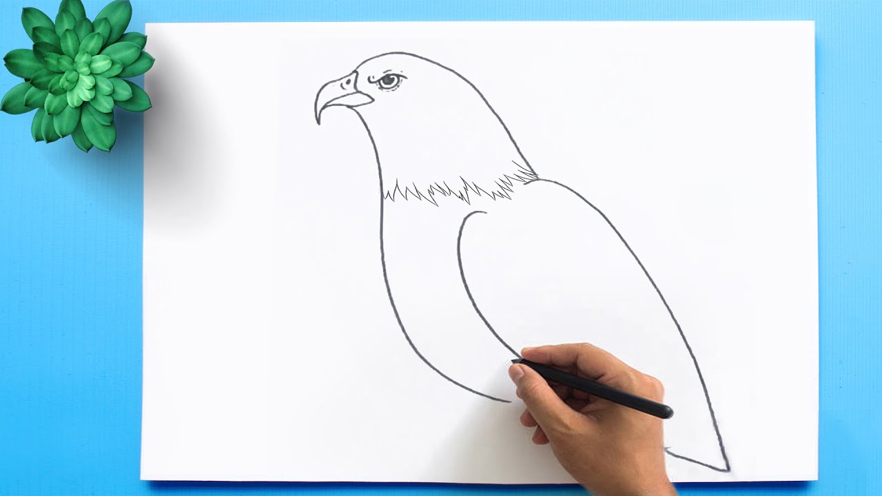 How to Draw a Bald Eagle 🦅| Bald Eagle Drawing Easy Step by Step ...