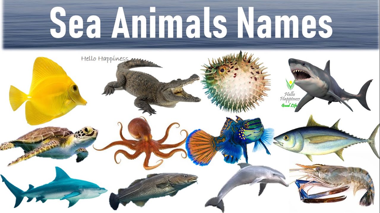 Water Animals Drawing With Name : Animals Water Sea Names List Aquatic ...