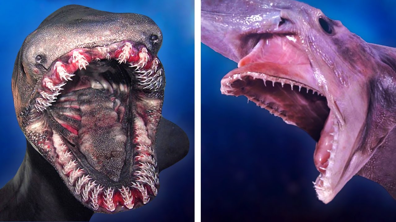 Scariest Deep Sea Creatures Ranked By How Horrifying - vrogue.co