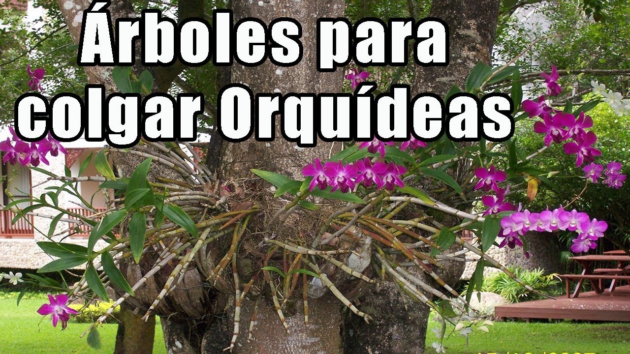 Árboles para colgar y mantener Orquídeas || Orquiplanet - YouTube