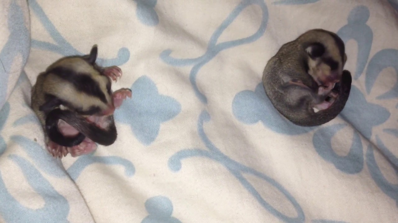 Sugar Glider Twin Babies cleaning themselves, Kurzkopfgleitbeutler ... - MaxresDefault