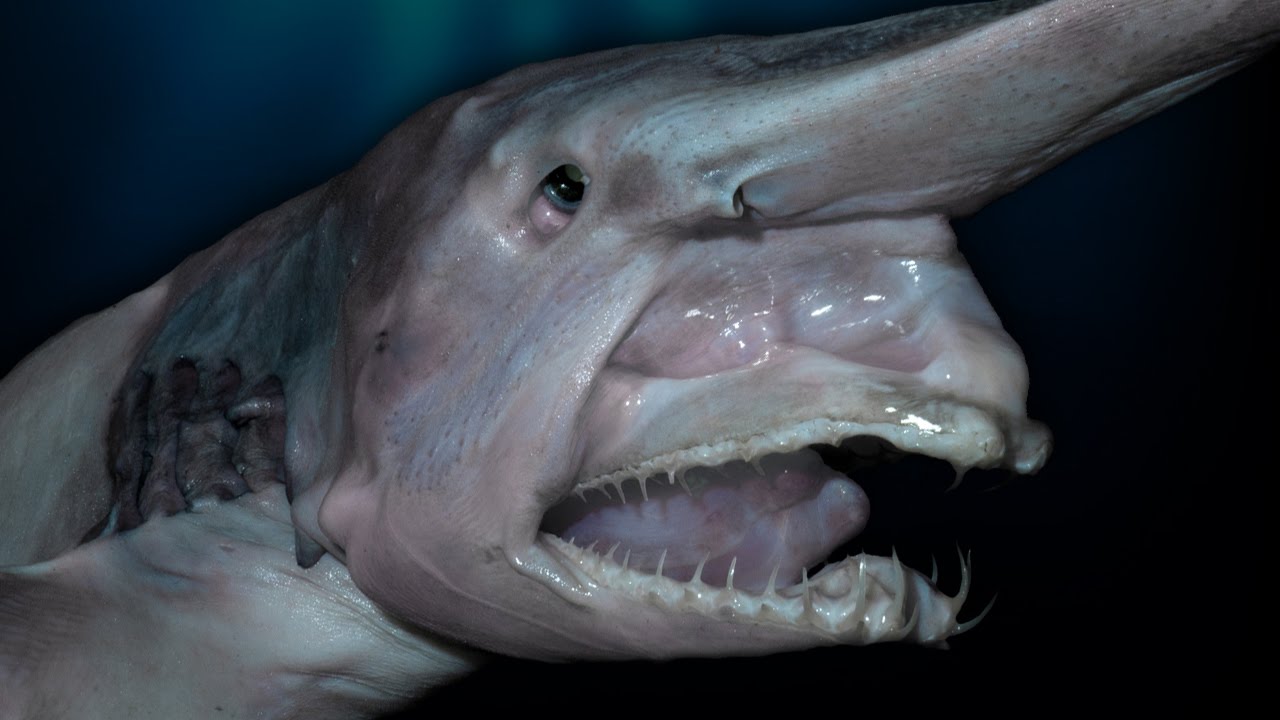 Top 100 + Scariest sea animals - Lifewithvernonhoward.com