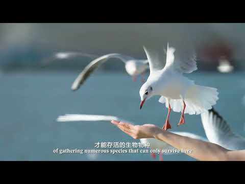 Artículo de China Matters: Guardianes del Lago Erhai: Trabajar Juntos para Crear un Hogar Ecológico