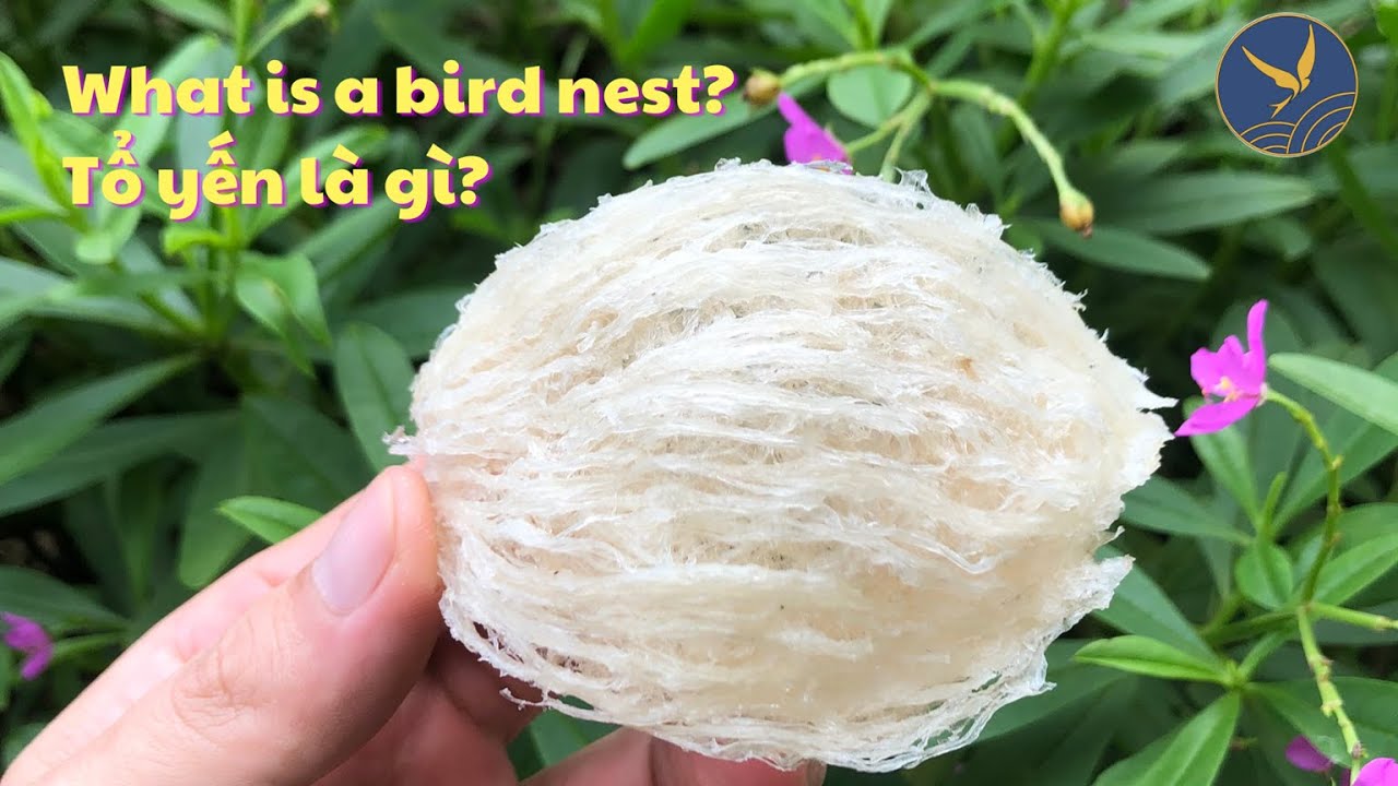 Bird's Nest là gì? Tìm hiểu về tổ yến và lợi ích sức khỏe