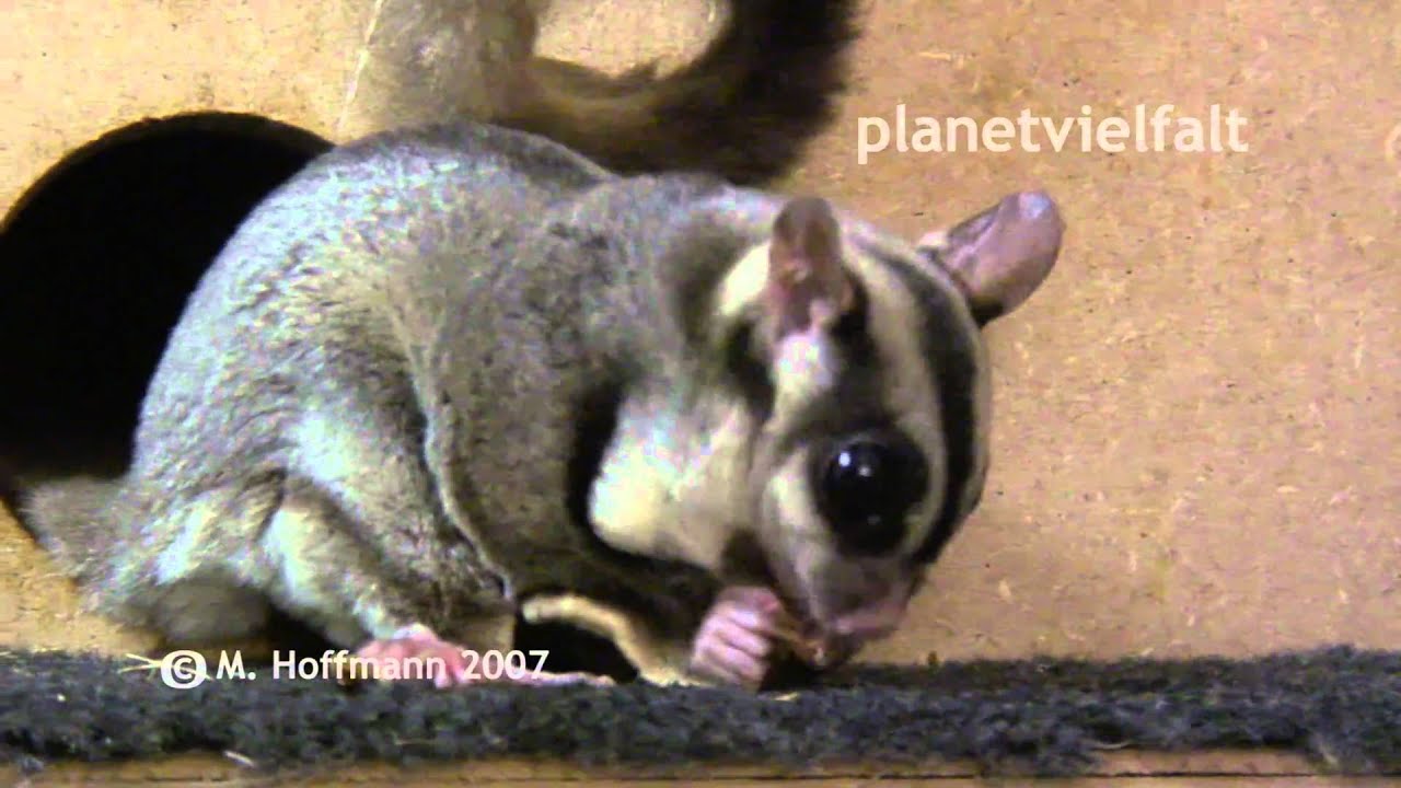 Kurzkopfgleitbeutler Petaurus breviceps, sugar glider - MaxresDefault