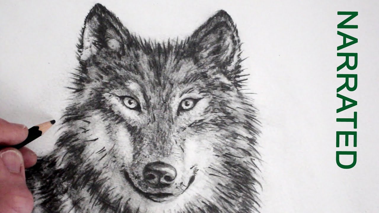 Wolf How To Draw - Draw Spaces