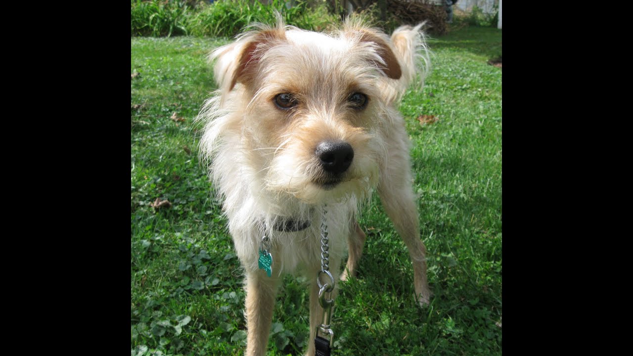 Tramp A Wire Haired Terrier Mix YouTube