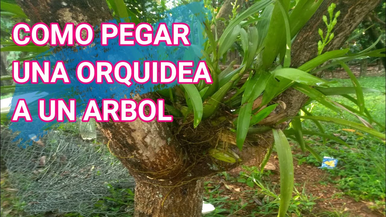 COMO SEMBRAR ORQUÍDEAS EN ÁRBOLES, COMO PEGAR ORQUÍDEAS A ÁRBOLES Y RAMAS -  YouTube