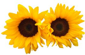 Sun Flowers