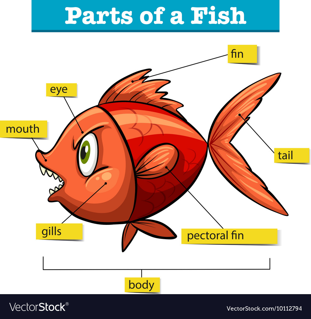 Fish Anatomy Diagram For Kids - IMAGESEE