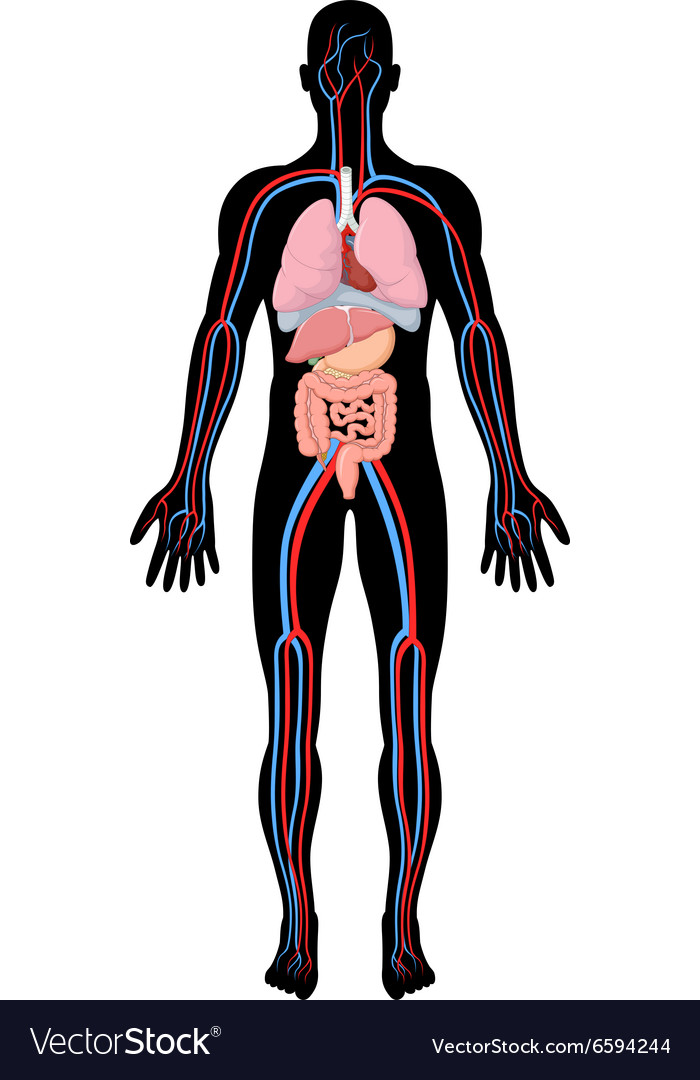 Free Anatomy Pictures Of The Human Body : Anatomy Of The Human Body ...