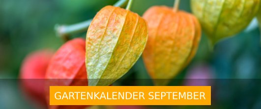 Gartenkalender September