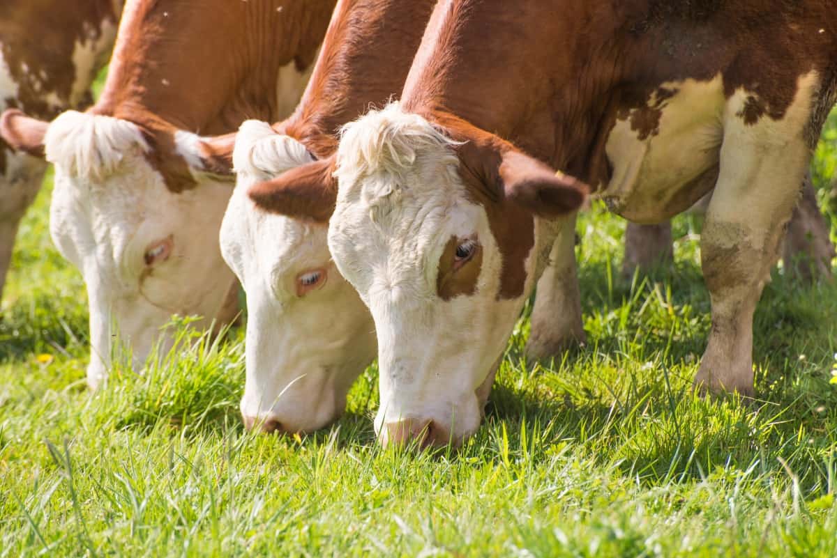 3 brown and white cows eating lush, bright green gr.