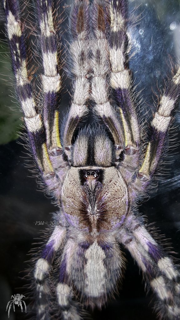 Poecilotheria regalis (Indian Ornamental)