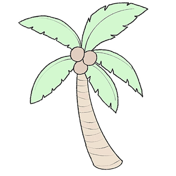 how to draw a coconut tree