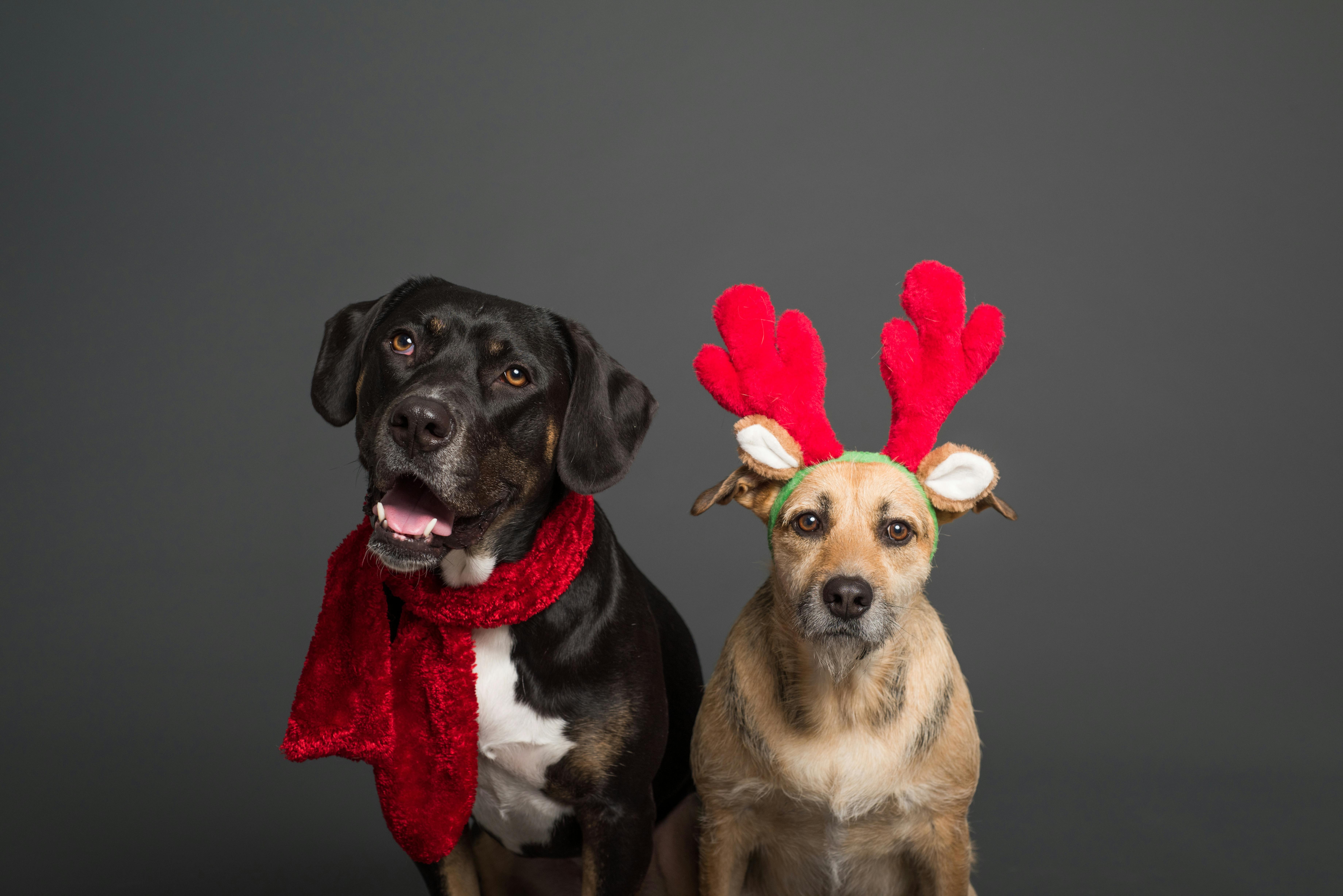 Navigating Pet Care During Holiday Travel for Apartment Renters