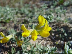 Die Lotusblüte