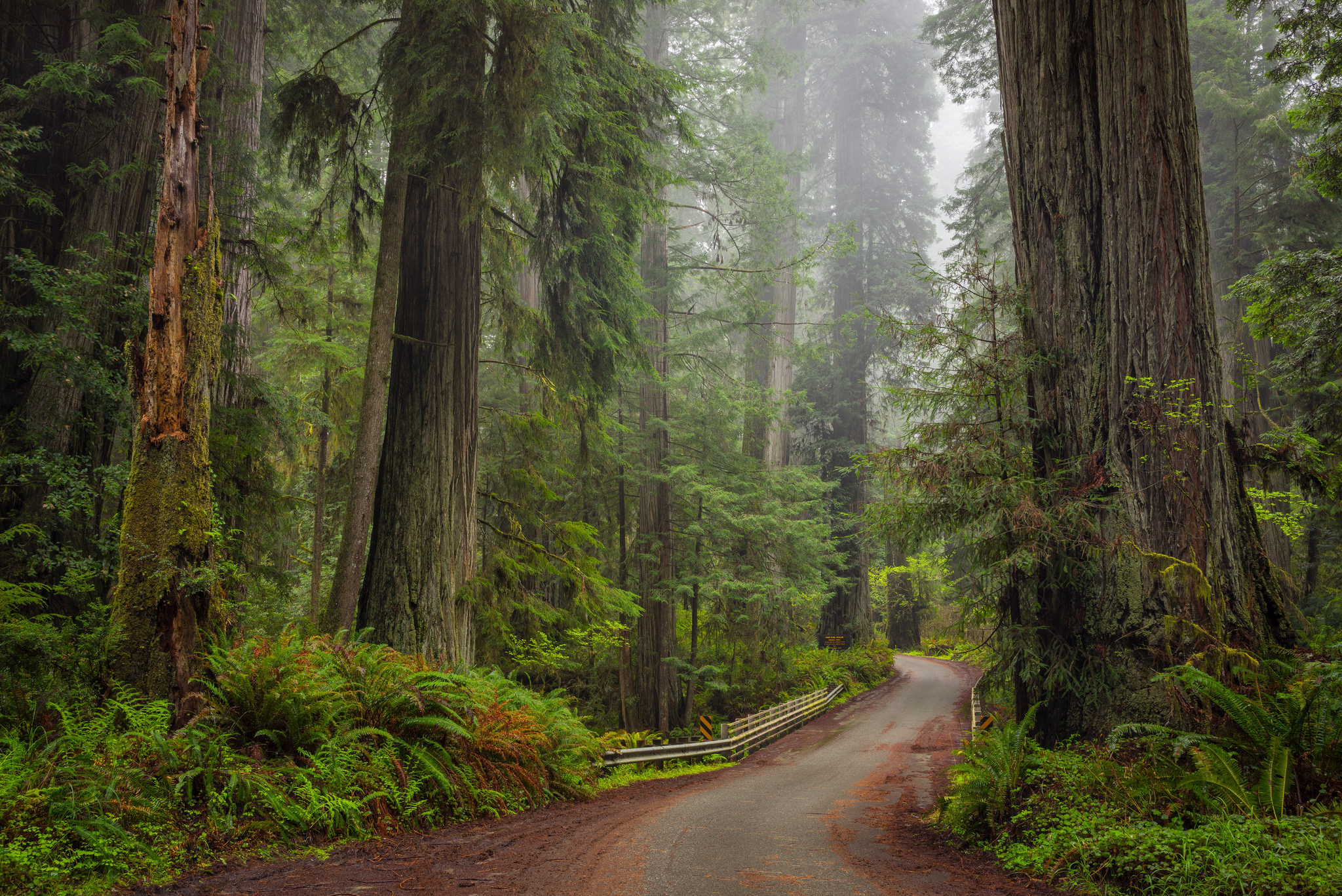 Redwood Redwood forest background Images for nature or outdoor themes