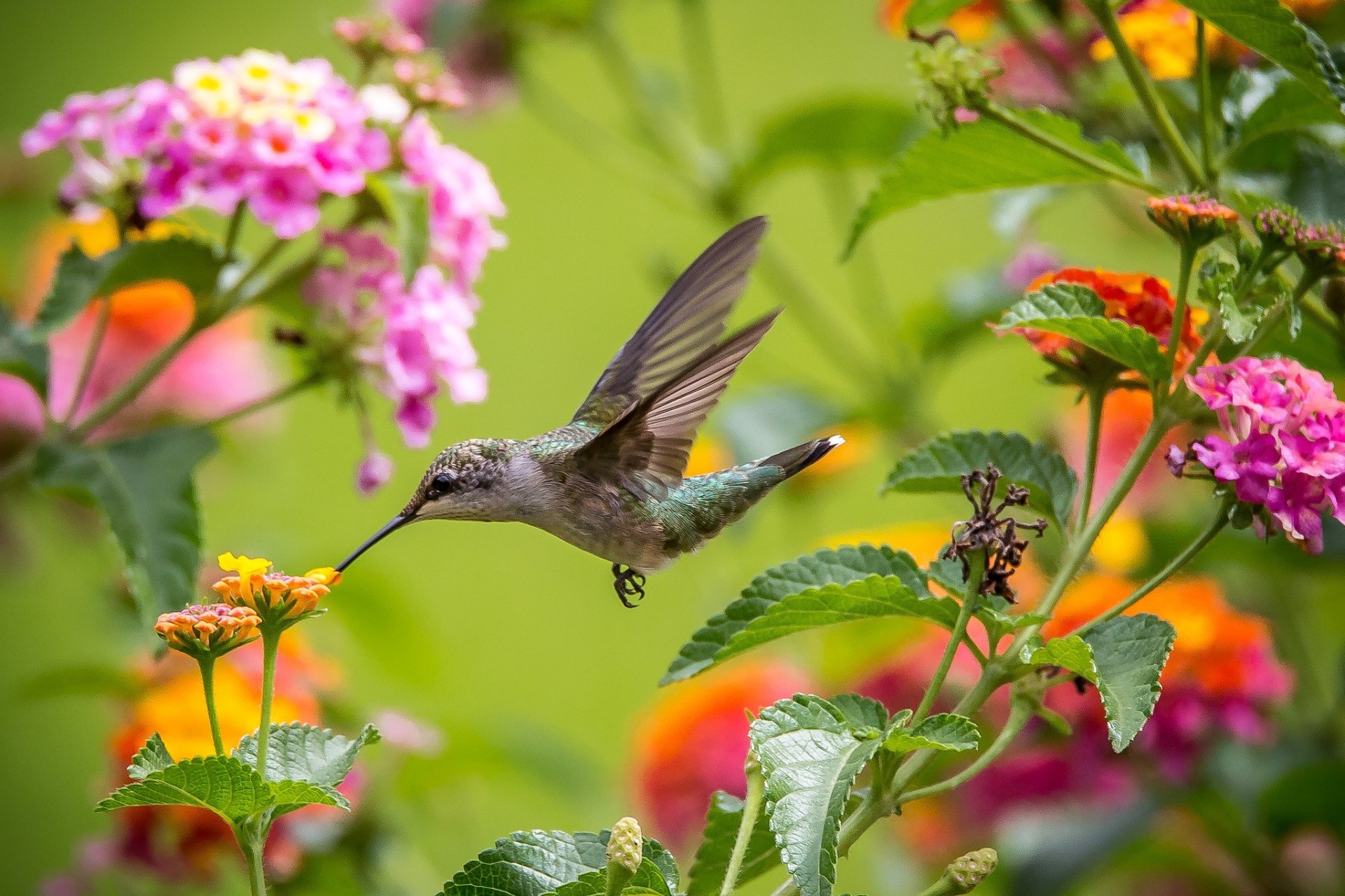 Hummingbird Wallpaper