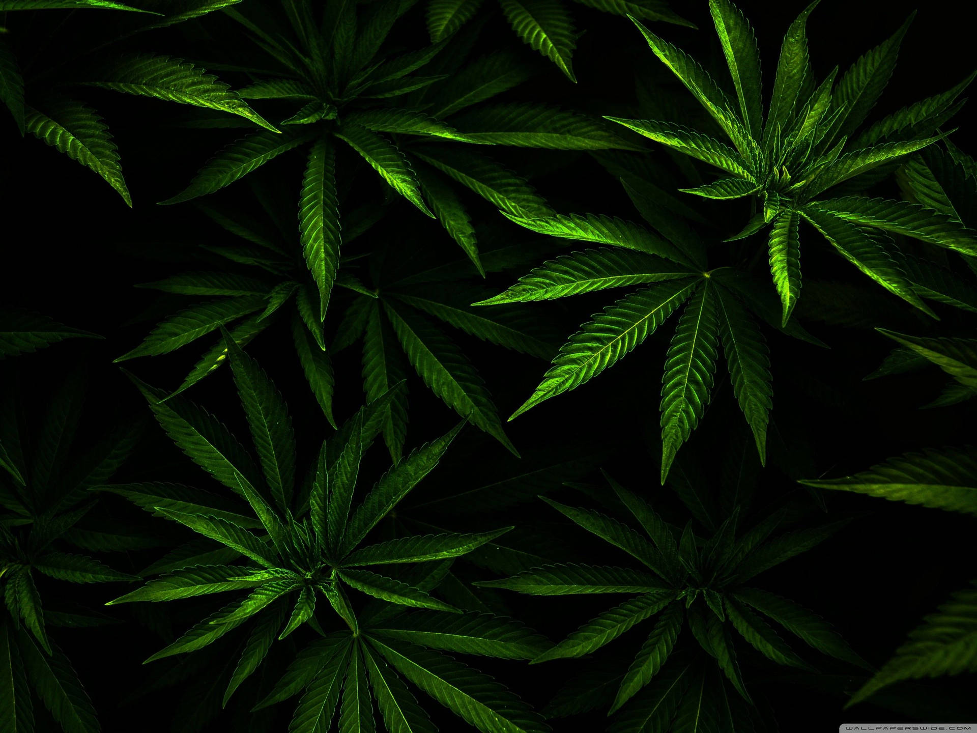 Cannabis Fondo de pantalla