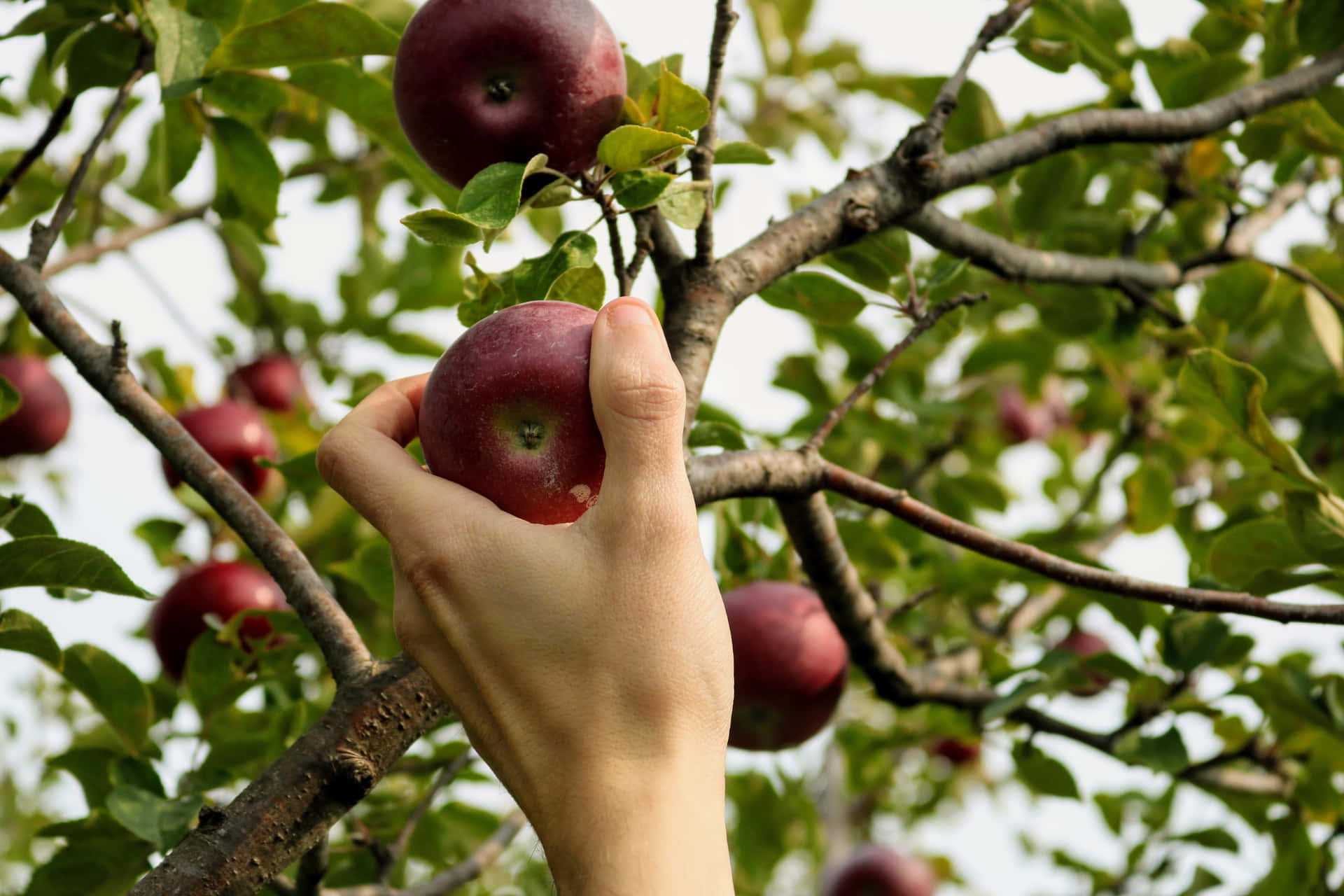 Cosecha De Manzanas Fondo de pantalla