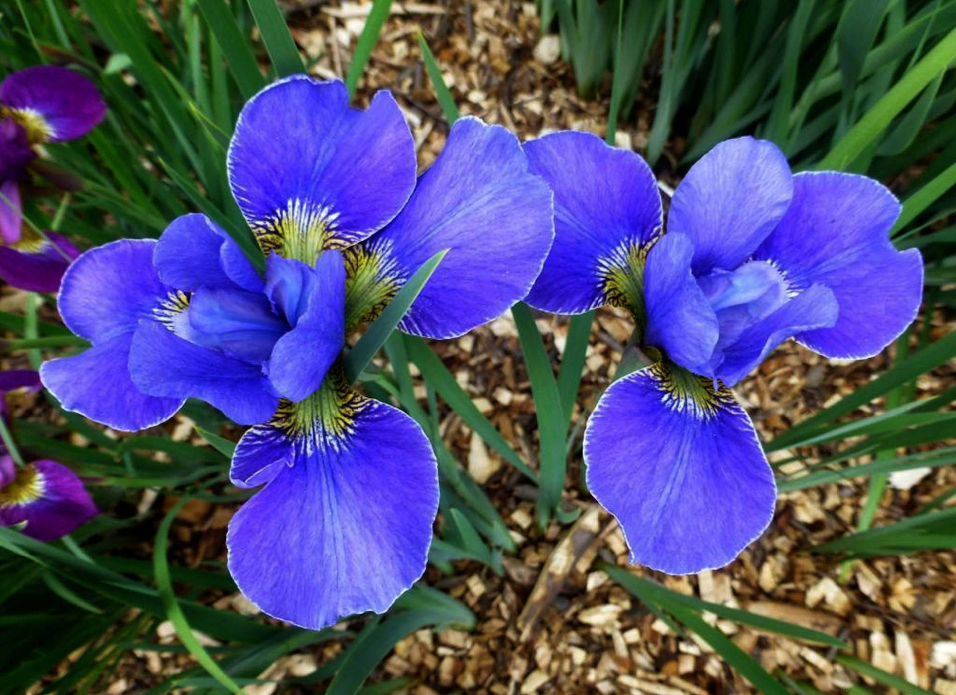 Flor De Iris Fondo de pantalla