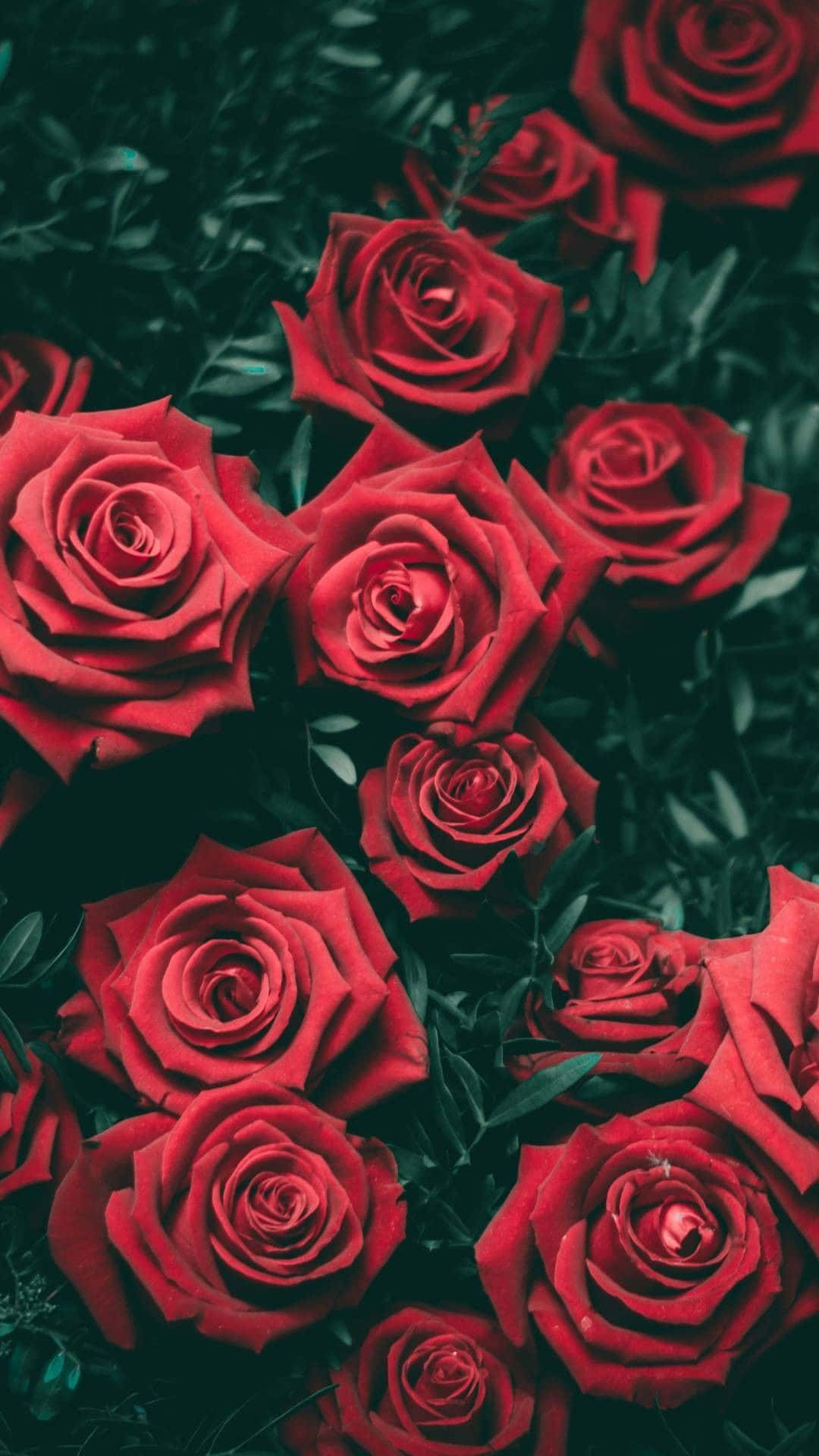 Móvil De Rosas Fondo de pantalla