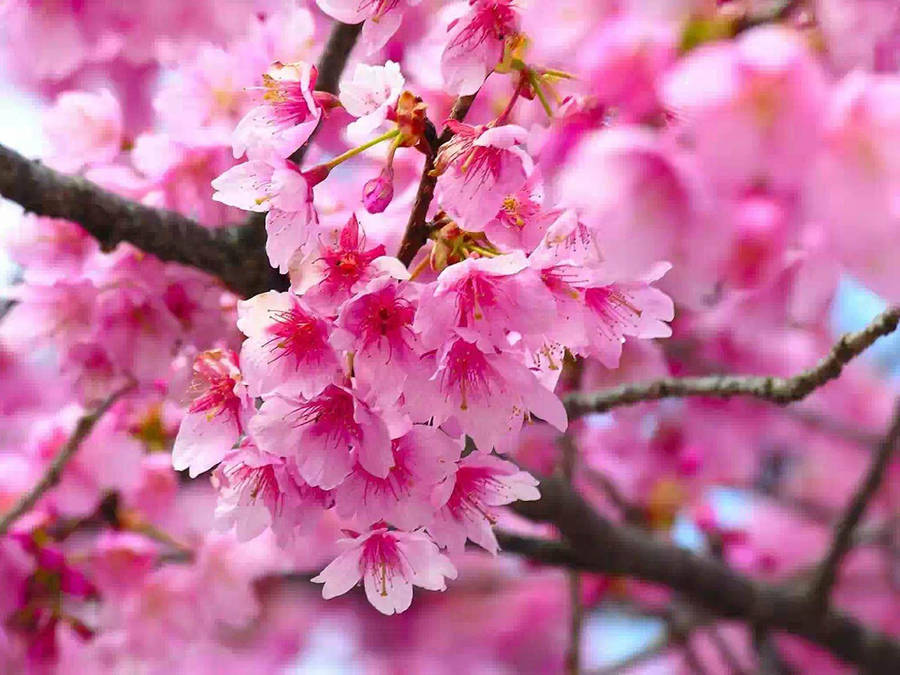 Pink Flower Wallpaper