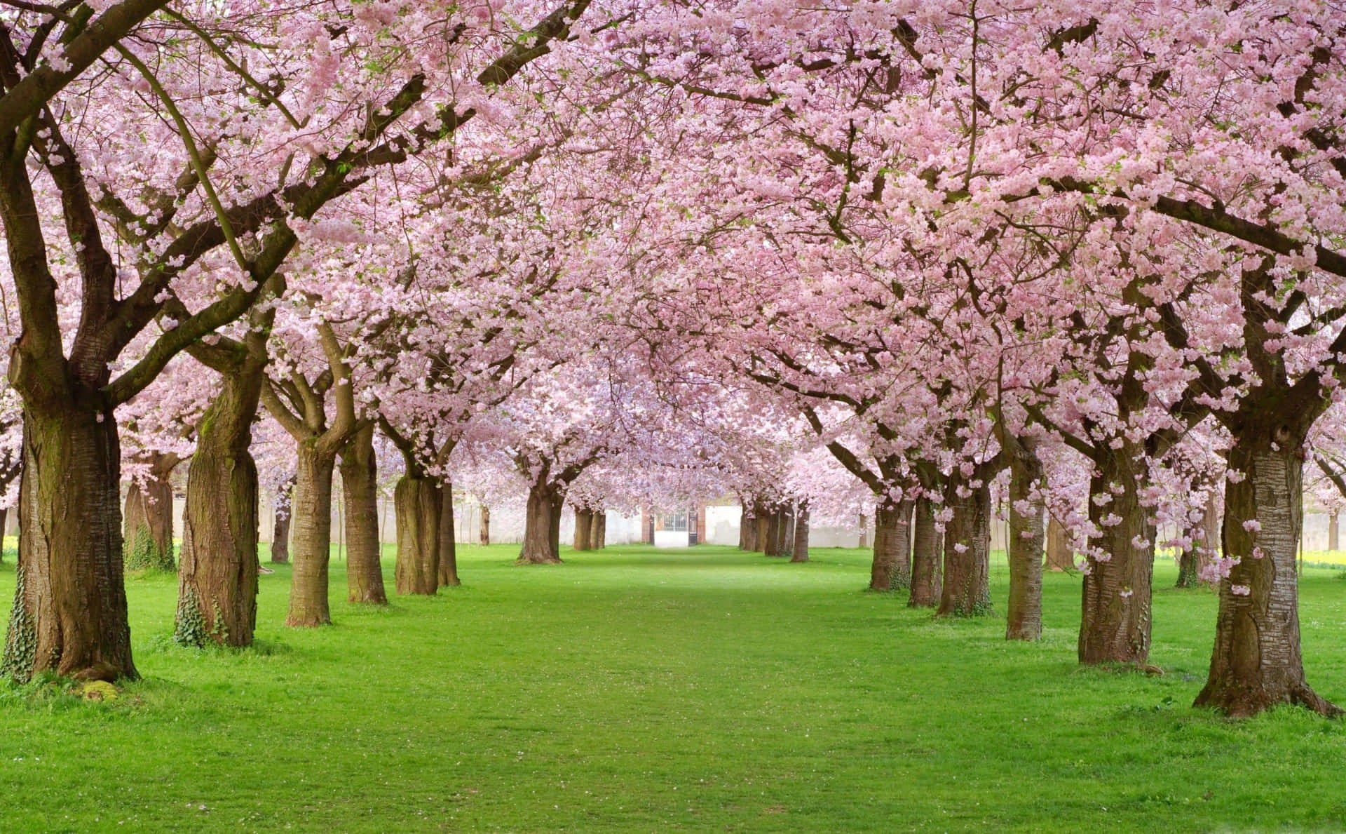 Pink Trees Wallpaper