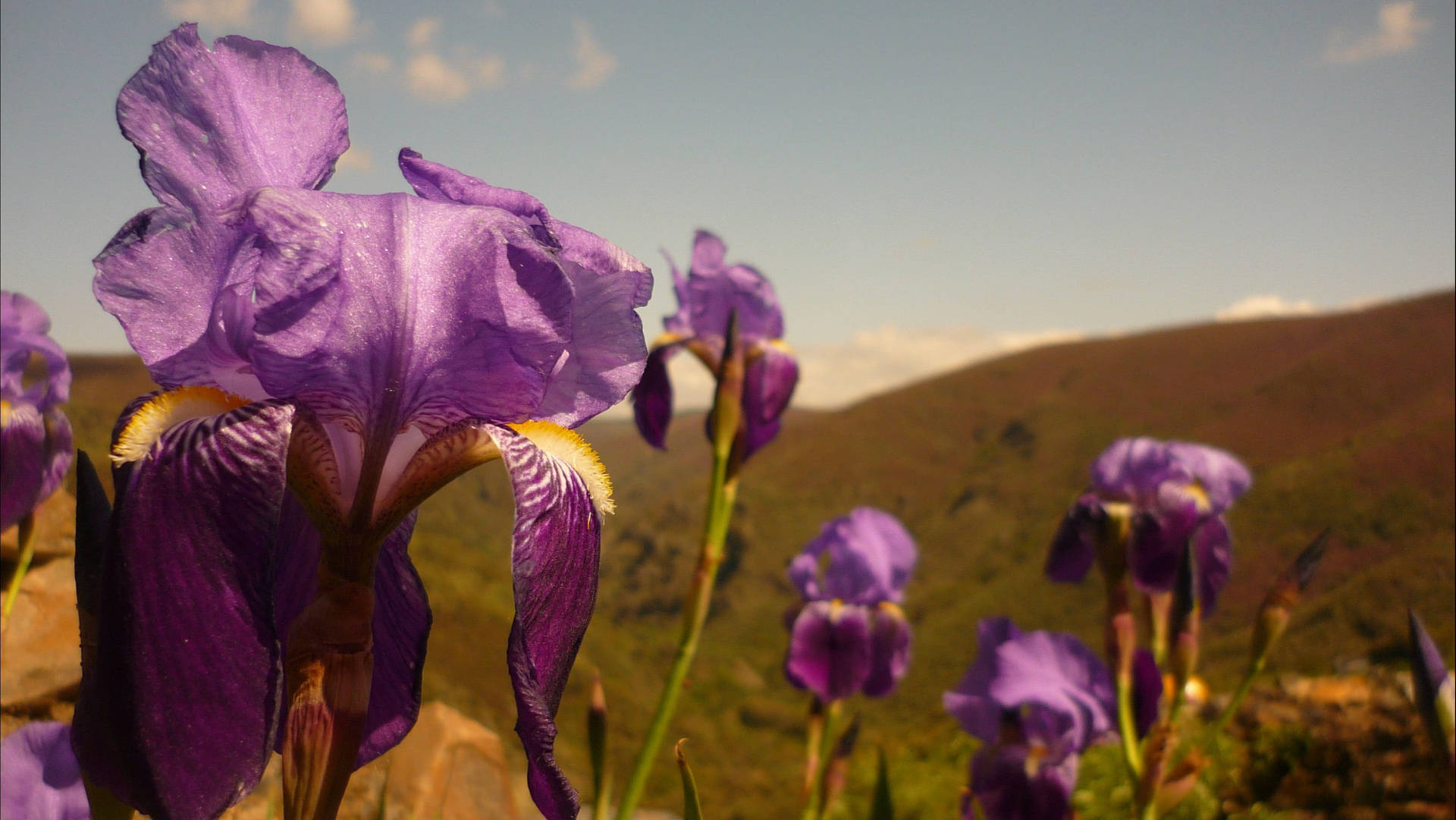 Stunning Hybrid Dutch Iris Flowers in Full Bloom Wallpaper