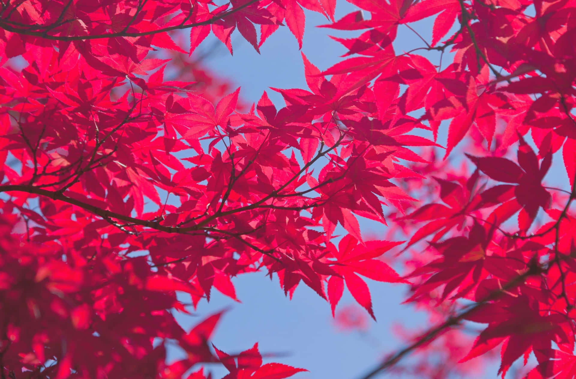 “A perfect autumn day of pink leaves in the countryside.” Wallpaper