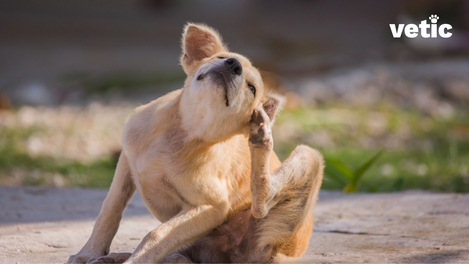 Medium haired dog, golden coat, of unknown breed sitting outdoors and scratching her ear. Pododermatitis due to allergy will cause excess foot licking and itching, but the scratching can reach other parts of the body as well like in this dog.