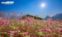 Schönheit der Steppe in Ha Giang in Saison des Echten Buchweizens