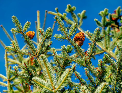 Tanne: ein Steckbrief zum heimischen Nadelbaum