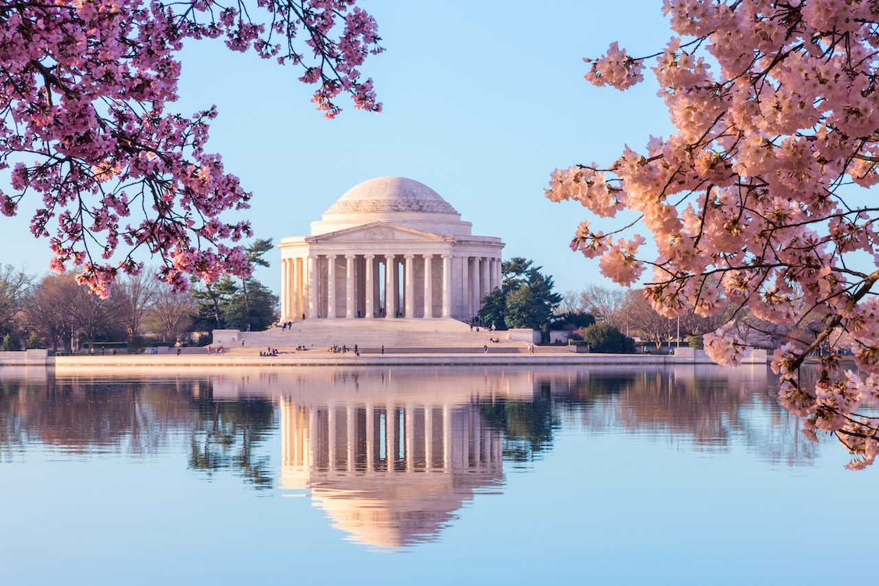 Jefferson Memorial in DC through cherry blossoms