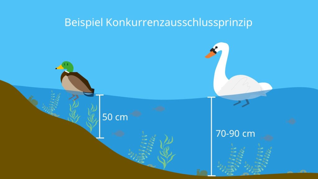 Ente, Schwan, Konkurrenzvermeidung, interspezifische Konkurrenz, ökologische Nische, See, Ökosystem