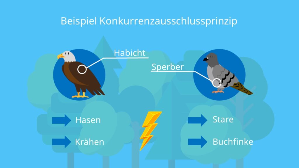 Habicht, Sperber, Wald, Ökosystem, Ökologische Nische, interpezifische Konkurrenz, Konkurrenzvermeidung