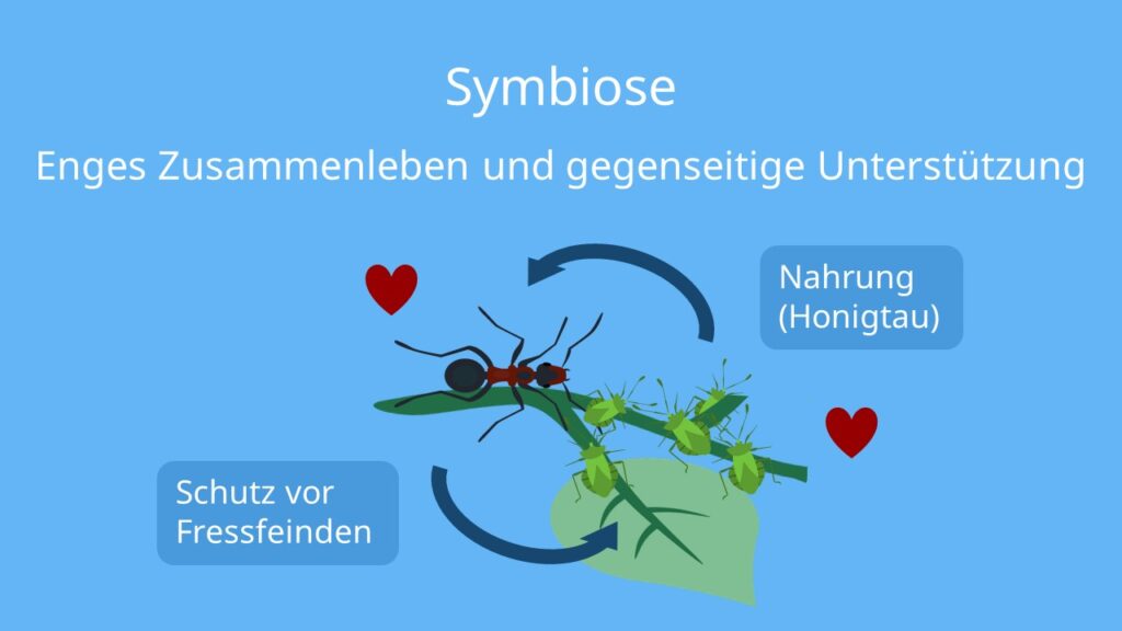 Symbiose, Ameise, Blattlaus