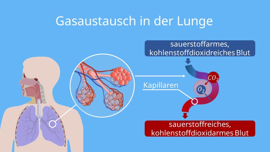 Atmungsorgane, Atmungssystem, Atmungsorgane des Menschen, Atmungssystem beschriften, lungenflügel Mensch, lunge beschriften. bronchien funktion, atmungssystem aufbau, bau der atmungsorgane, lungenaufbau, weg der atemluft, lunge beschriftet, lungenbläschen aufbau, wo ist die lunge, atmung des menschen, atemsystem, wo ist die lunge im Körper, atmungsorgane beschriften, bau und funktion der atmungsorgane, die lunge des menschen, atmung biologie, nase aufbau außen, atmung lunge, aufbau der atemwege, respirationstrakt im körper,  respiratorisches system, atmungssystem des menschen